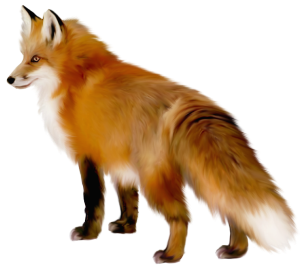 a red fox